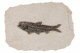 Detailed Fossil Fish (Knightia) - Wyoming #211183-1